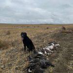 Montana Waterfowl Hunting - Gun dog Training