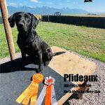 Black lab - AKC Master Hunter Title