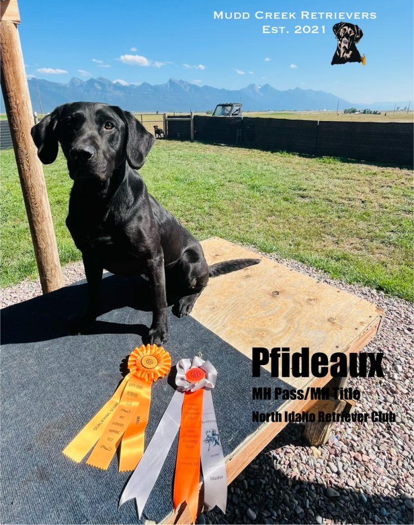 Black lab - AKC Master Hunter Title