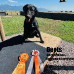 Black lab - AKC Master Hunter Title