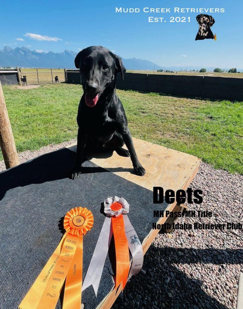 Black lab - AKC Master Hunter Title