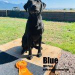 Black lab - AKC Master Hunter