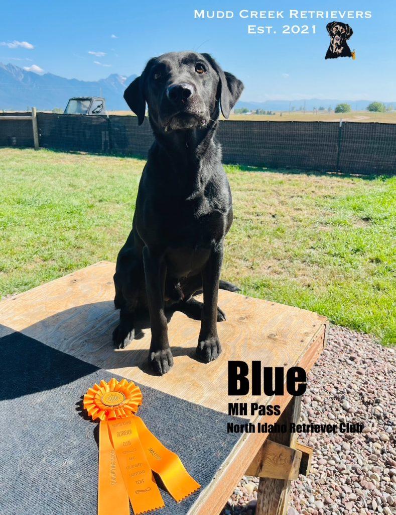 Black lab - AKC Master Hunter