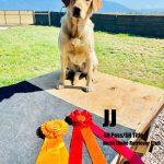 Yellow Lab - AKC SH Title