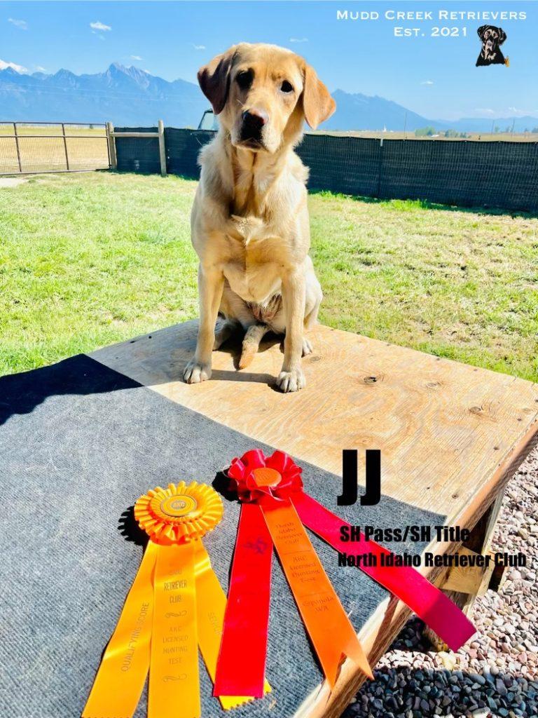 Yellow Lab - AKC SH Title