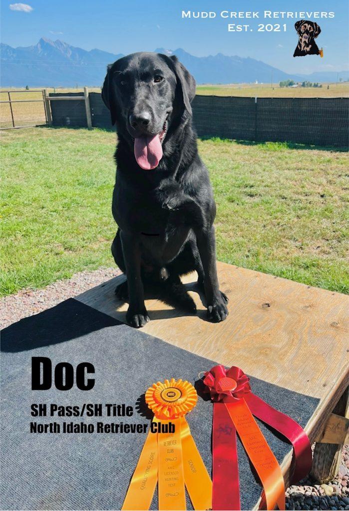 Black lab - AKC Senior Hunter Title