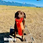 Chocolate lab - AKC Senior Hunter Title