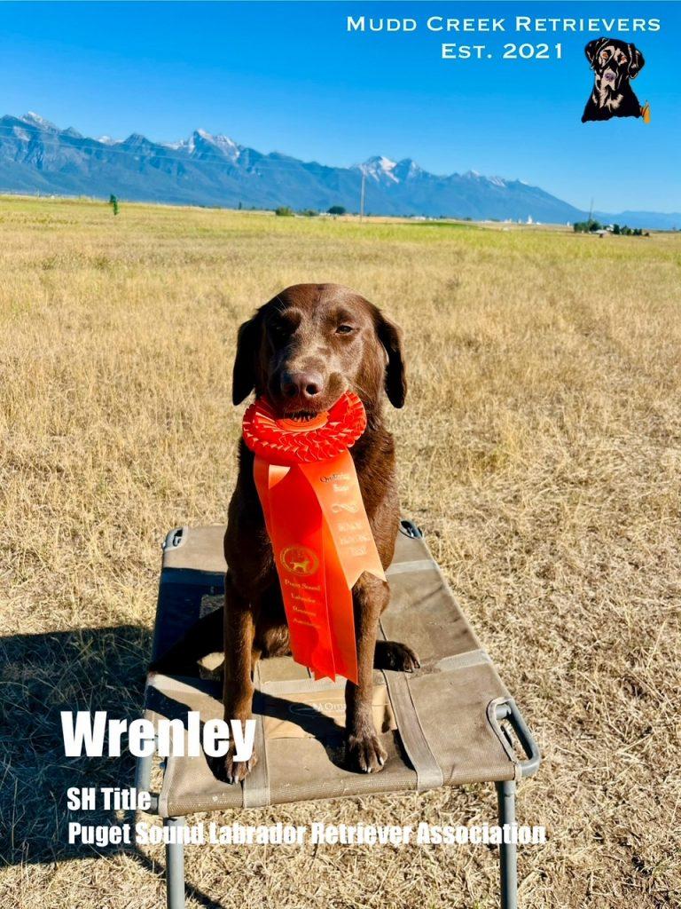 Chocolate lab - AKC Senior Hunter Title