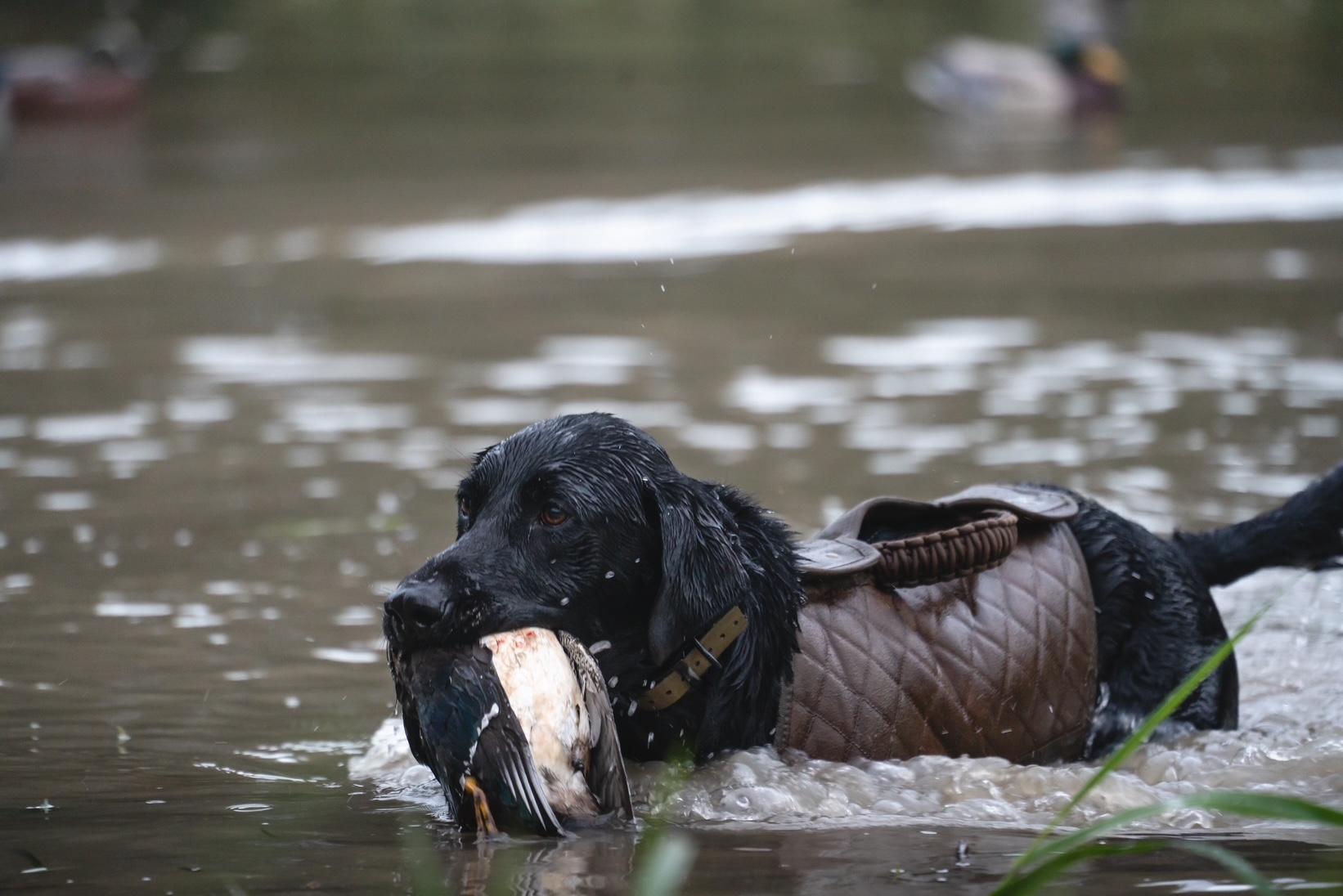 Mudd Creek Retrievers