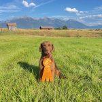 Chessie AKC Master Hunter