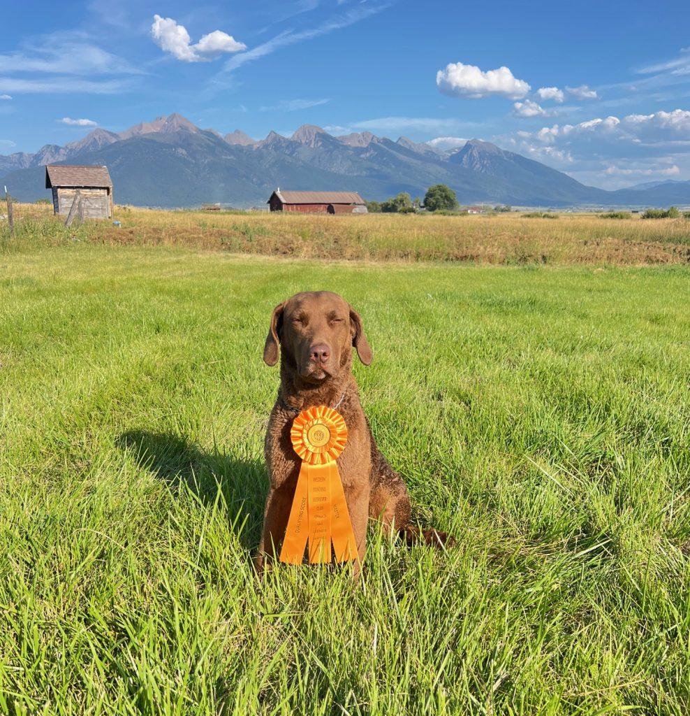 Chessie AKC Master Hunter