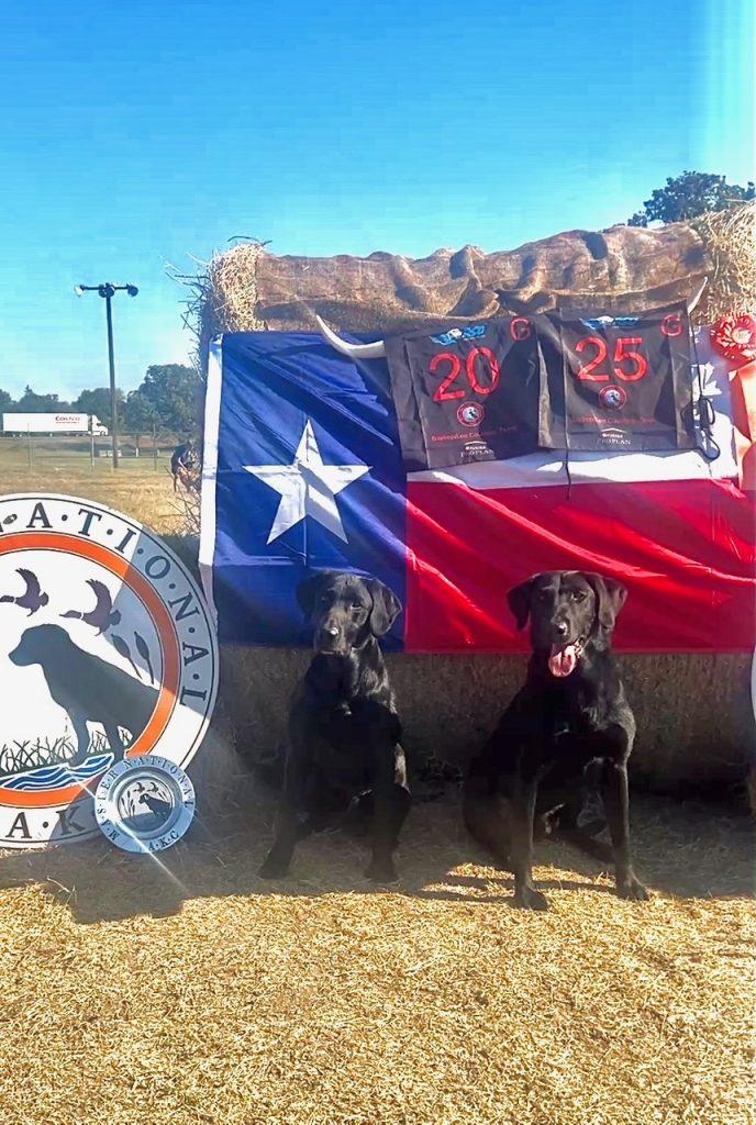 Black lab - AKC Master Hunter