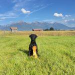 Black lab - AKC Master Hunter